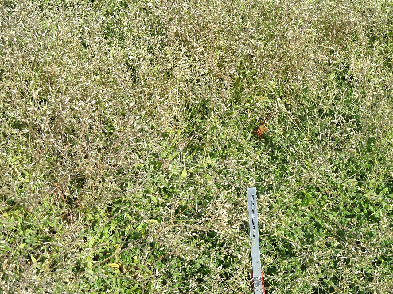 Nodding chickweed: Botanical specimen in the Botanischer Garten, Frankfurt am Main, Germany.