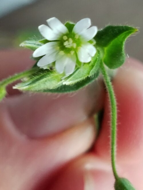 Nodding chickweed: Cerastium nutans - Common Chickweed - 102 Williamson Road, Washburn, Wisconsin, USA