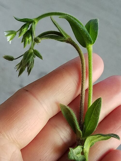 Nodding chickweed: Cerastium nutans - Common Chickweed - 102 Williamson Road, Washburn, Wisconsin, USA