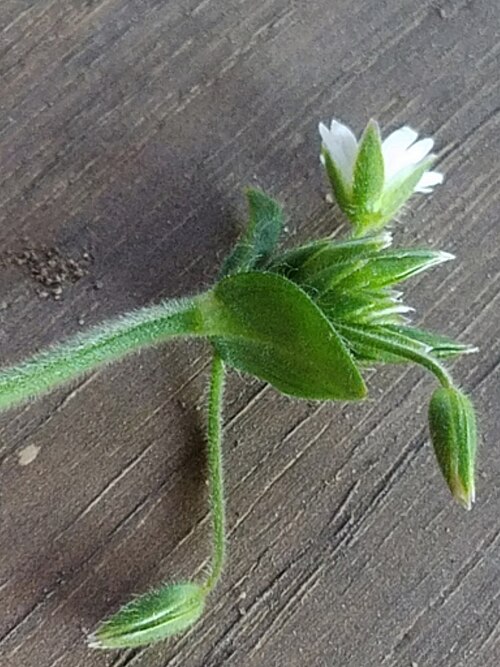 Nodding chickweed: Cerastium nutans - Common Chickweed - 102 Williamson Road, Washburn, Wisconsin, USA