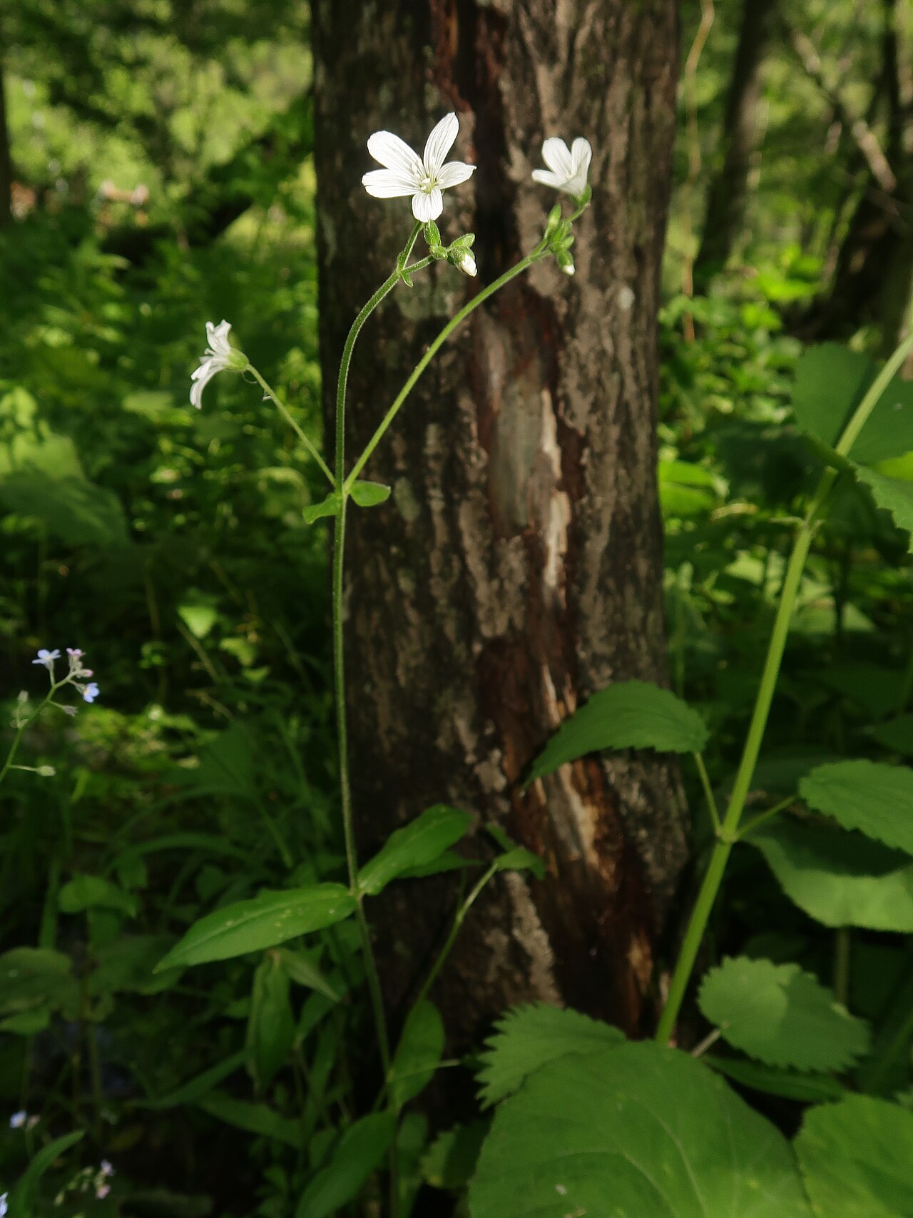 Cerastium pauciflorum: Cerastium pauciflorum var. amurense , Kamikochi, Nagano pref., Japan