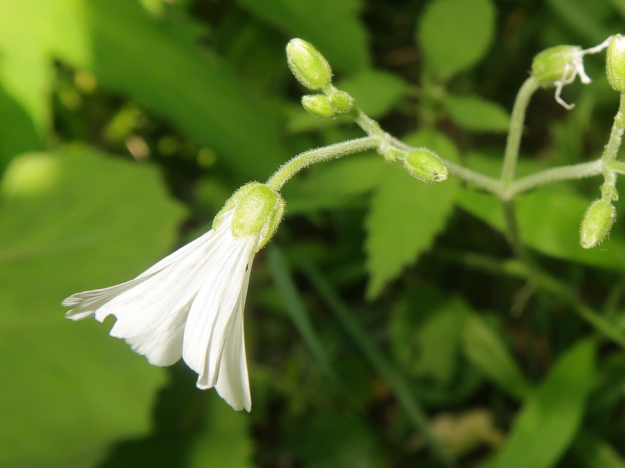 Cerastium pauciflorum: Cerastium pauciflorum var. amurense , Kamikochi, Nagano pref., Japan