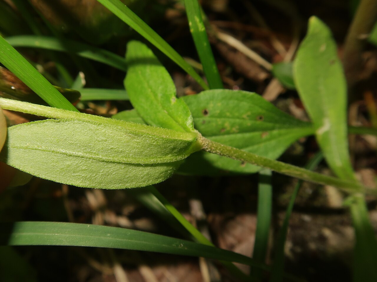 Cerastium pauciflorum: Cerastium pauciflorum var. amurense , Kamikochi, Nagano pref., Japan