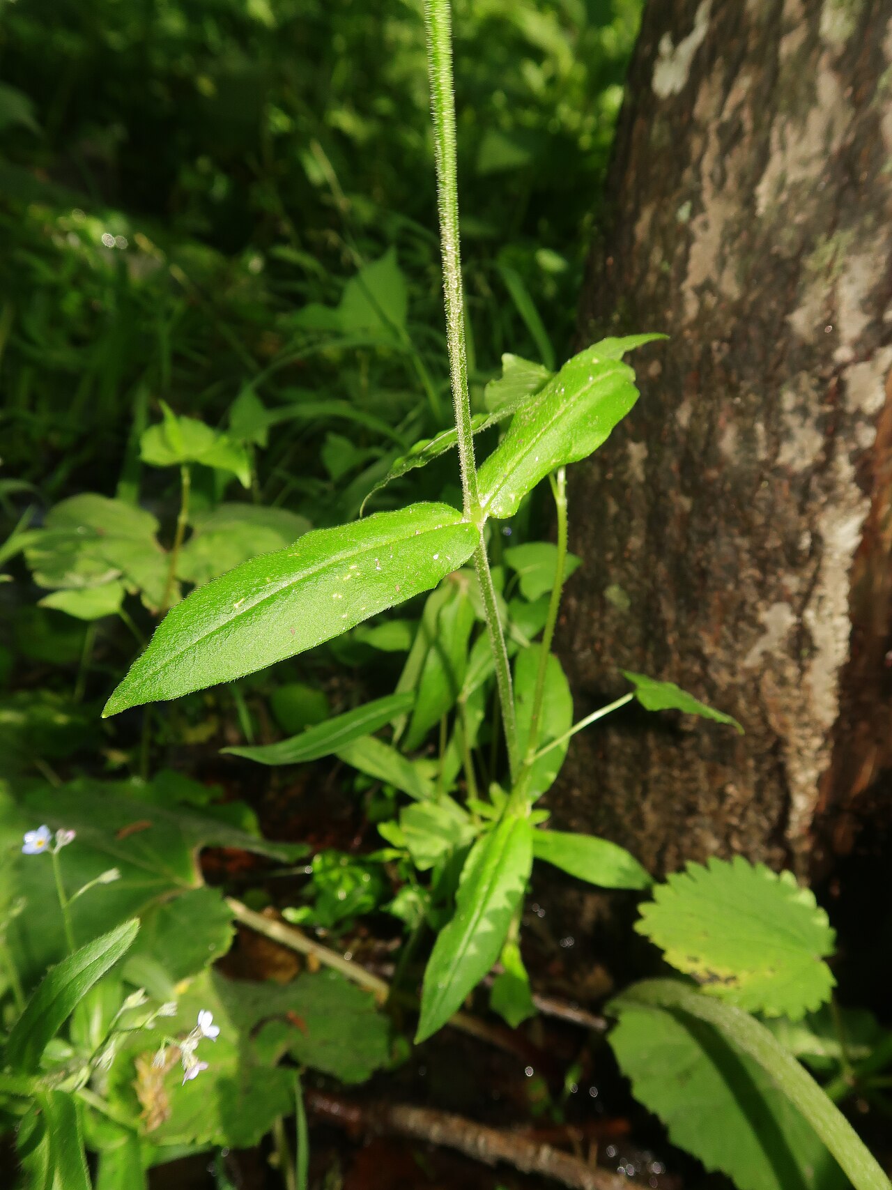 Cerastium pauciflorum: Cerastium pauciflorum var. amurense , Kamikochi, Nagano pref., Japan
