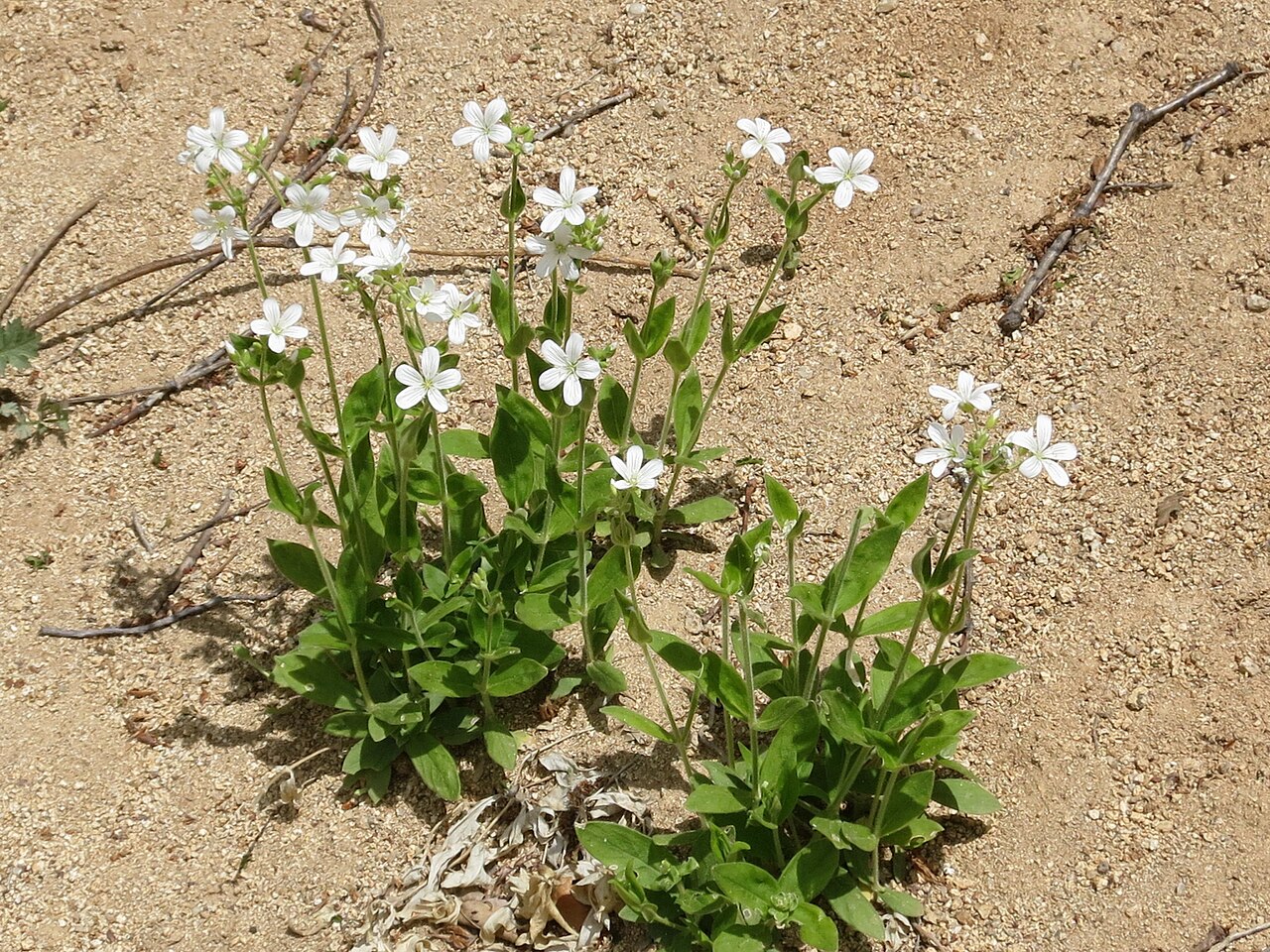 Cerastium pauciflorum: Cerastium pauciflorum