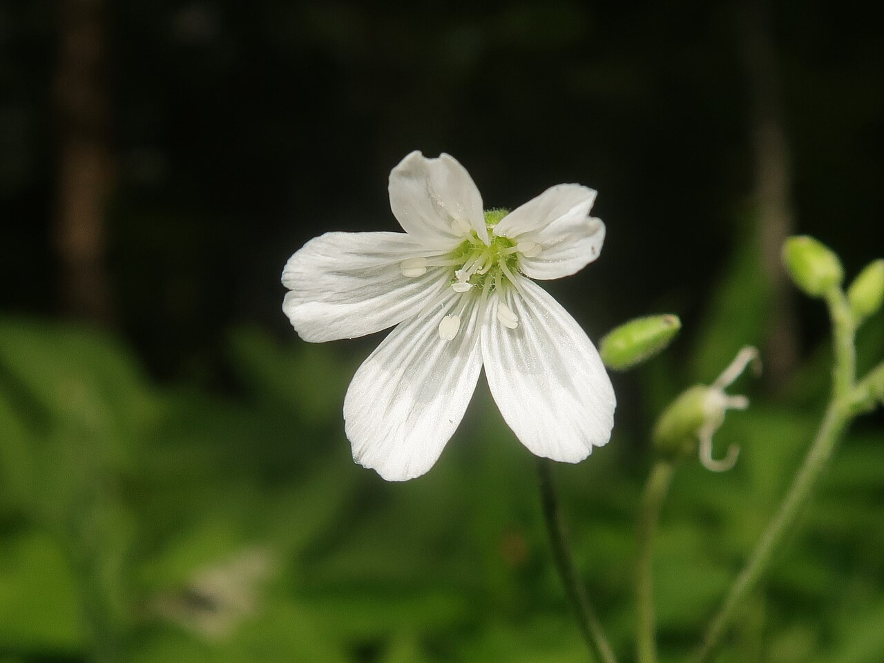 Cerastium pauciflorum: Cerastium pauciflorum var. amurense , Kamikochi, Nagano pref., Japan