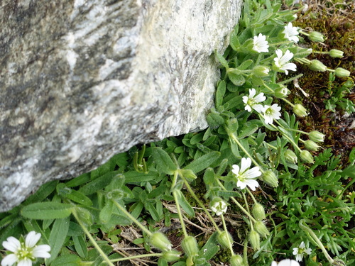 Cerastium pedunculatum (Cerastium pedunculatum)