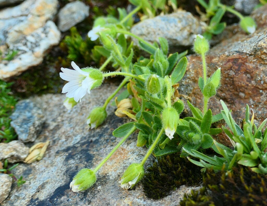 Cerastium pedunculatum (Cerastium pedunculatum)