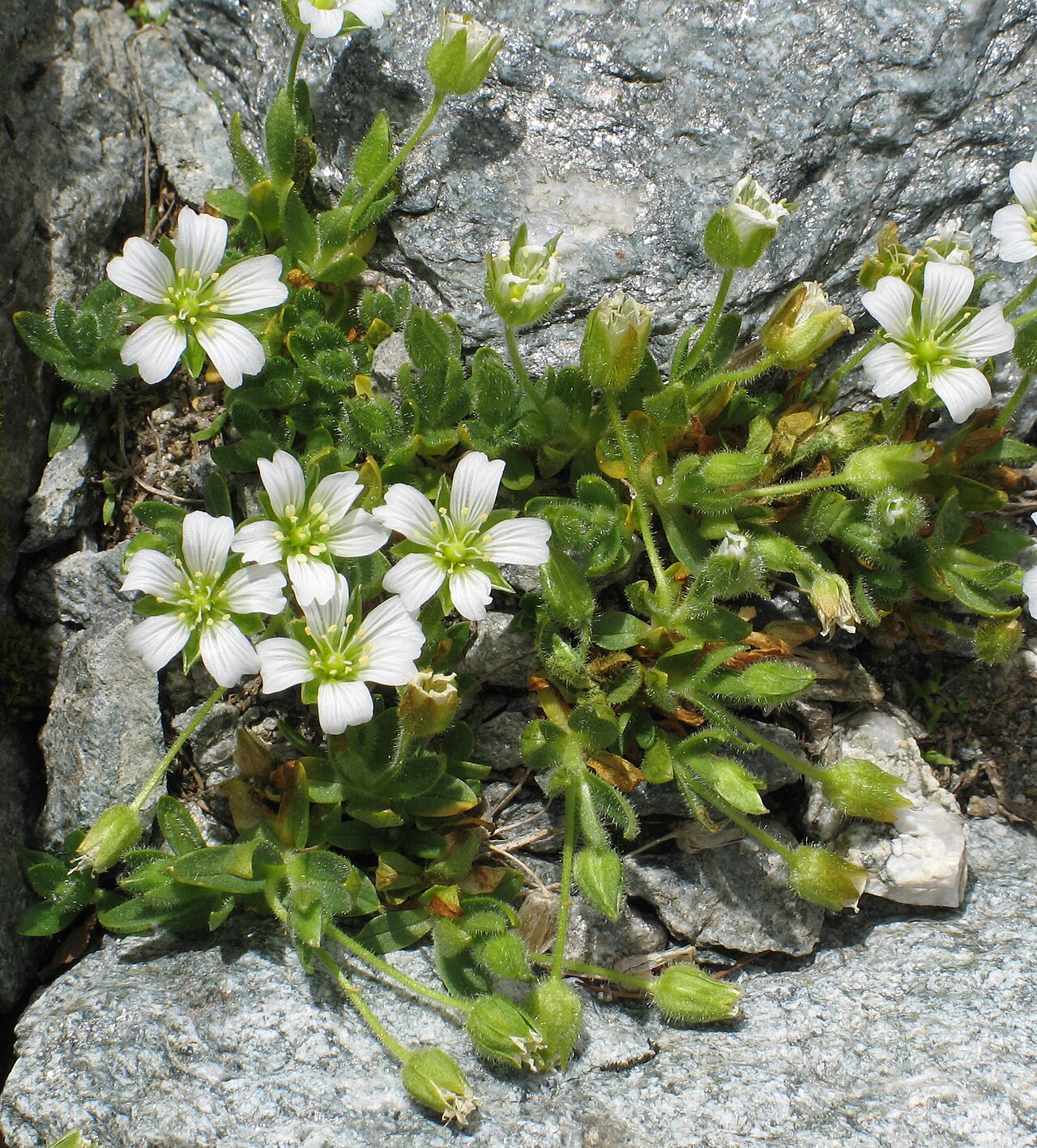 Cerastium pedunculatum: Cerastium pedunculatum between Fcla. Val Champagna and Val Champagna, Upper Engadine , Switzerland