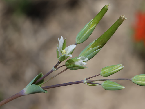 Cerastium perfoliatum (Cerastium perfoliatum)