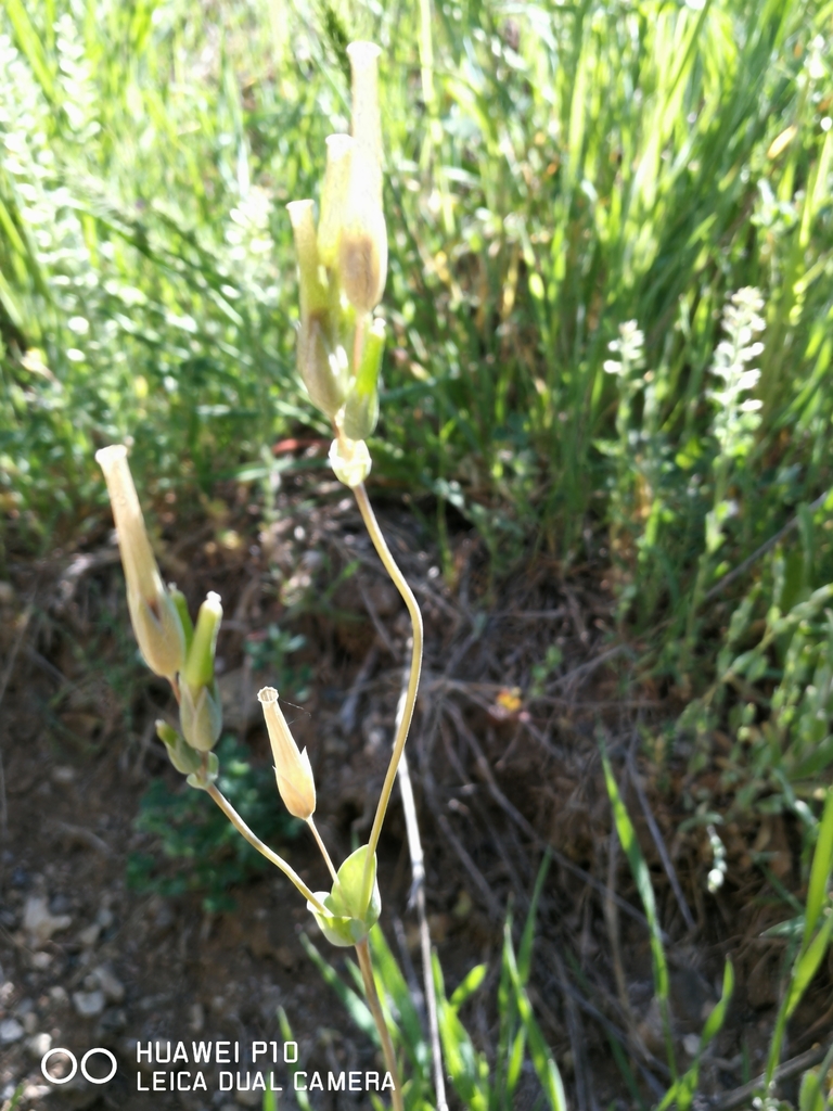Cerastium perfoliatum (Cerastium perfoliatum)