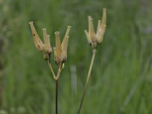 Cerastium perfoliatum (Cerastium perfoliatum)