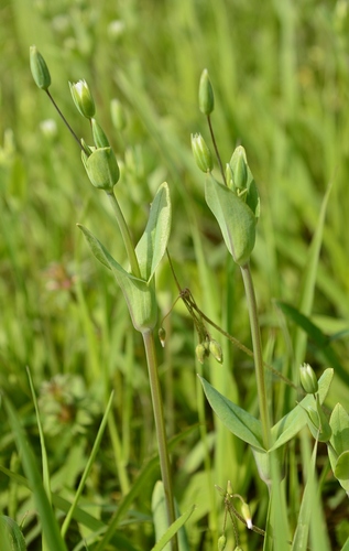 Cerastium perfoliatum (Cerastium perfoliatum)