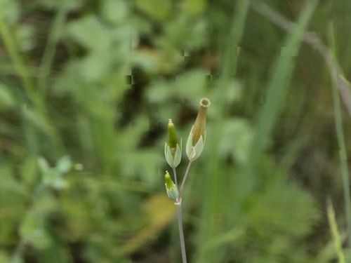 Cerastium perfoliatum (Cerastium perfoliatum)