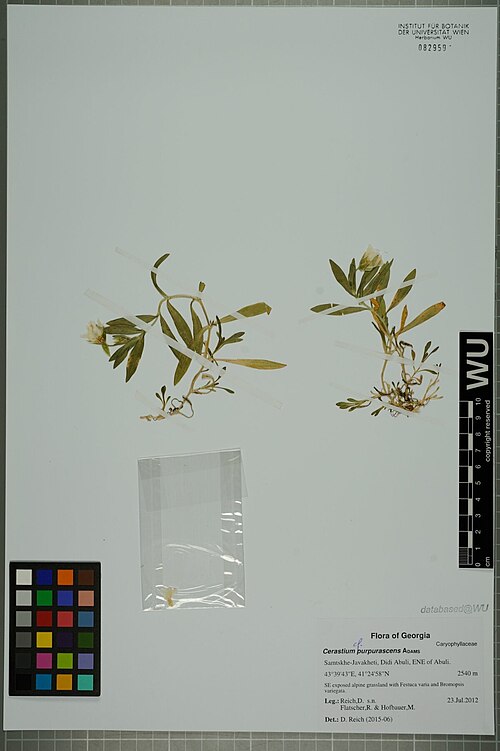 Cerastium purpurascens: Cerastium purpurascens — Herbarium specimen from Samtskhe-Javakheti, Didi Abuli, ENE of Abuli., Georgia. Collected by Reich,D. et al. (2012-07-23). Recorded in 