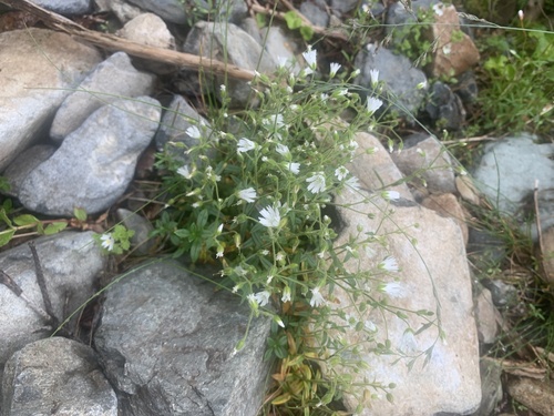 Cerastium schizopetalum (Cerastium schizopetalum)