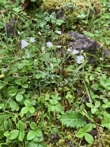 Cerastium schizopetalum (Cerastium schizopetalum)