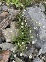 Cerastium schizopetalum (Cerastium schizopetalum)