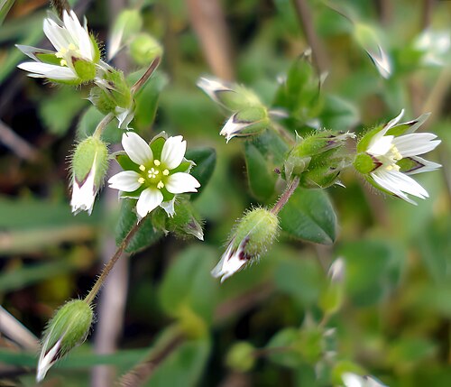 Little mouse-ear: Cerastium semidecandrum