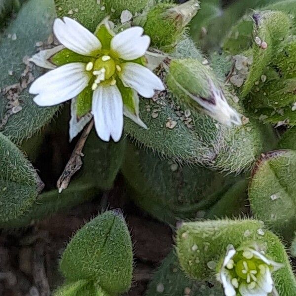 Little mouse-ear (Cerastium semidecandrum)