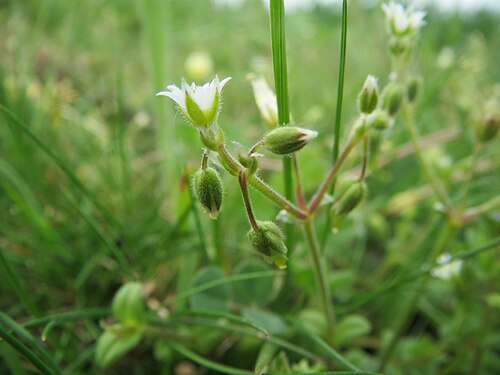 Little mouse-ear: Sand-Hornkraut ( Cerastium semidecandrum ) im Hockenheimer Rheinbogen