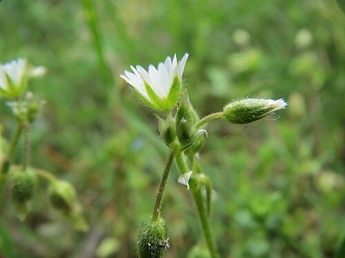Little mouse-ear: Sand-Hornkraut ( Cerastium semidecandrum ) bei Hockenheim