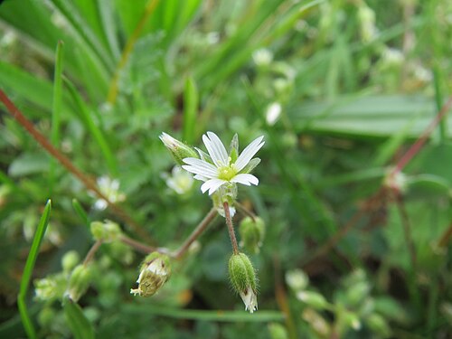 Little mouse-ear: Sand-Hornkraut ( Cerastium semidecandrum ) im Hockenheimer Rheinbogen