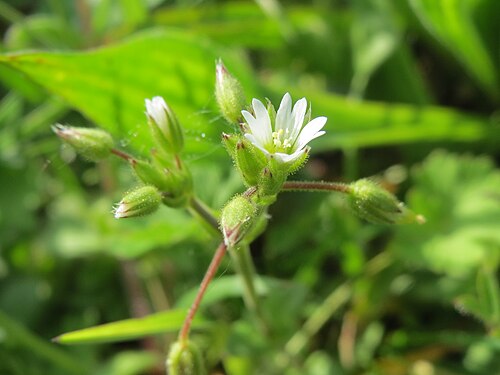 Little mouse-ear: Sand-Hornkraut ( Cerastium semidecandrum ) bei Hockenheim