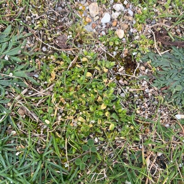 Little mouse-ear (Cerastium semidecandrum)