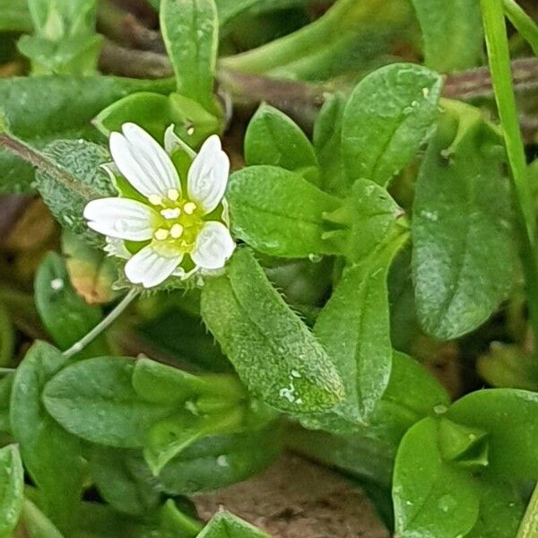 Little mouse-ear (Cerastium semidecandrum)