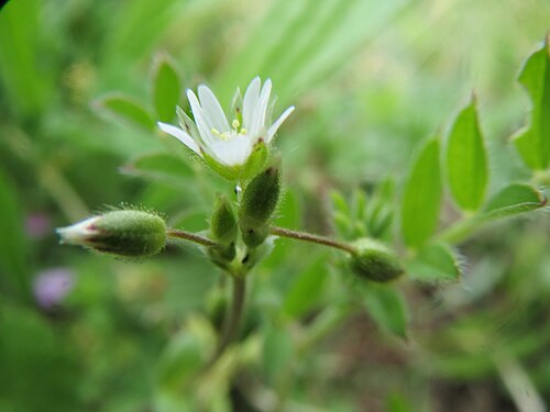 Little mouse-ear: Sand-Hornkraut ( Cerastium semidecandrum ) im Hockenheimer Rheinbogen