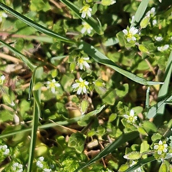 Little mouse-ear (Cerastium semidecandrum)