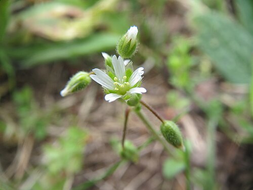 Little mouse-ear: Sand-Hornkraut ( Cerastium semidecandrum ) im Hockenheimer Rheinbogen