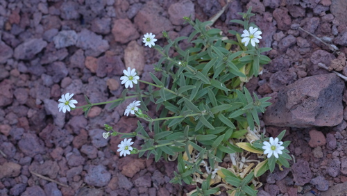 Cerastium sventenii (Cerastium sventenii)