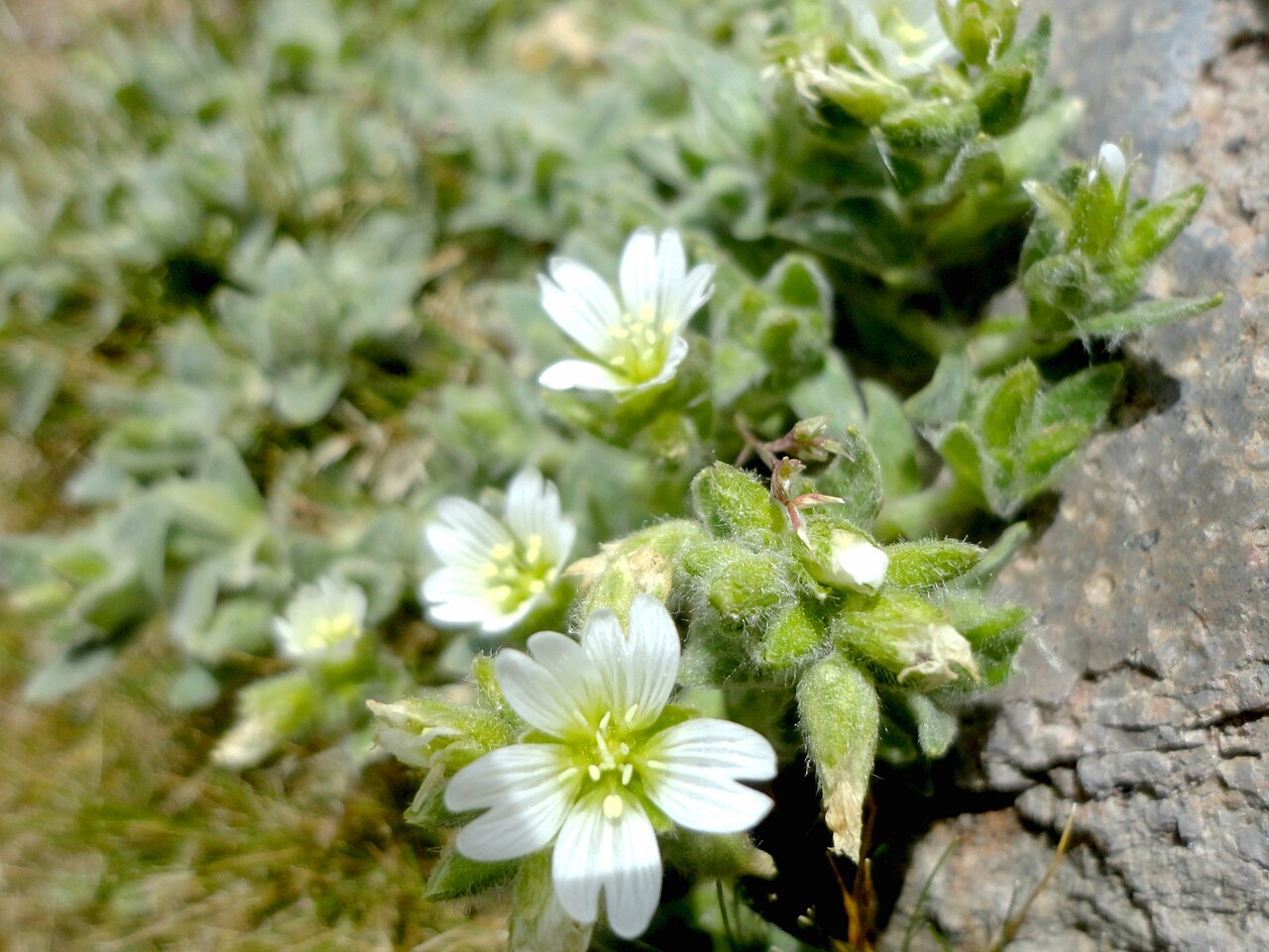 Cerastium tolucense: Cerastium tolucense (Familia: Caryophyllaceae).