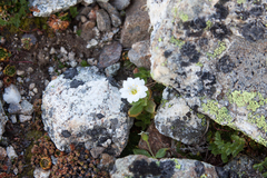 Cerastium undulatifolium (Cerastium undulatifolium)