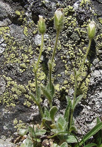 Cerastium uniflorum: Cerastium uniflorum . Habitat:High Tatra Mountains