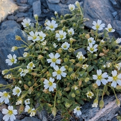 Cerastium uniflorum (Cerastium uniflorum)