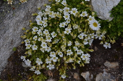 Cerastium uniflorum (Cerastium uniflorum)