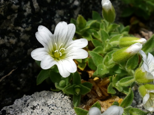 Cerastium uniflorum (Cerastium uniflorum)