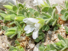 Cerastium uniflorum (Cerastium uniflorum)