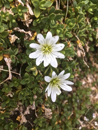 Cerastium uniflorum (Cerastium uniflorum)