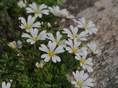 Cerastium uniflorum (Cerastium uniflorum)