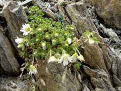 Cerastium uniflorum (Cerastium uniflorum)