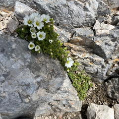 Cerastium uniflorum (Cerastium uniflorum)