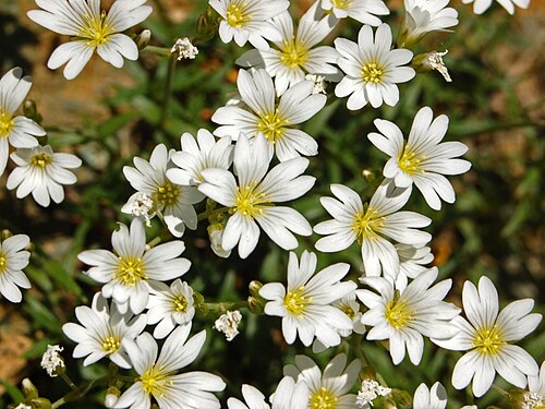 Cerastium utriense: Cerastium utriense - Capanne di Marcarolo, Alessandria, Italy