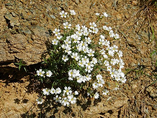 Cerastium utriense: Cerastium utriense - Capanne di Marcarolo, Alessandria, Italy