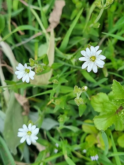 Cerastium vagans: Cerastium vagans vagans in Portugal