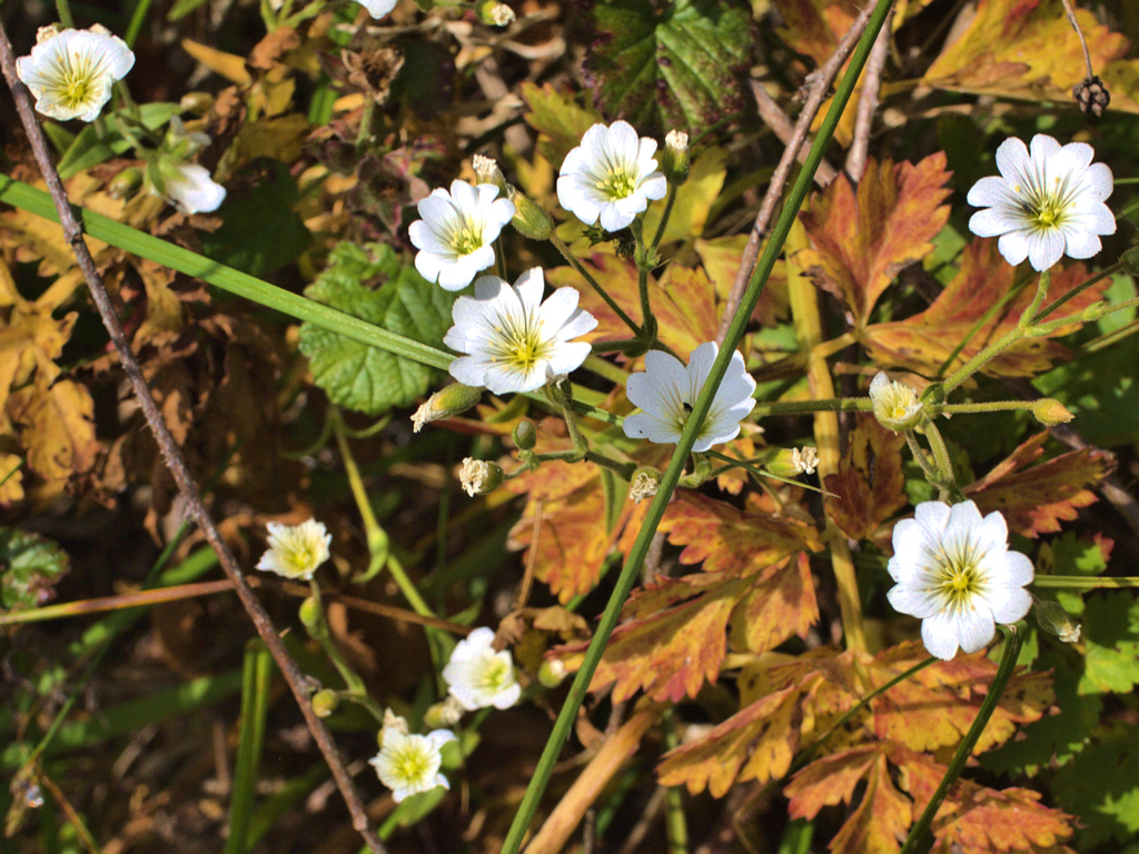 Western field mouse-ear chickweed: Cerastium viride—western field mouse-eared chickweed
