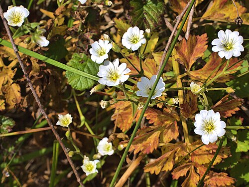 Western field mouse-ear chickweed: Cerastium viride—western field mouse-eared chickweed